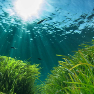Blue Posidonia